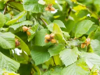 American hazelnut (Corylus americana) plant