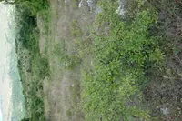 Small-flowered Black Hawthorn