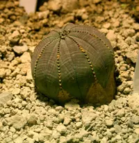 Baseball Plant (Euphorbia obesa) plant