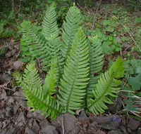 western swordfern (Polystichum munitum) plant