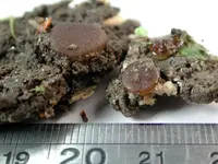 Adelphella babingtonii