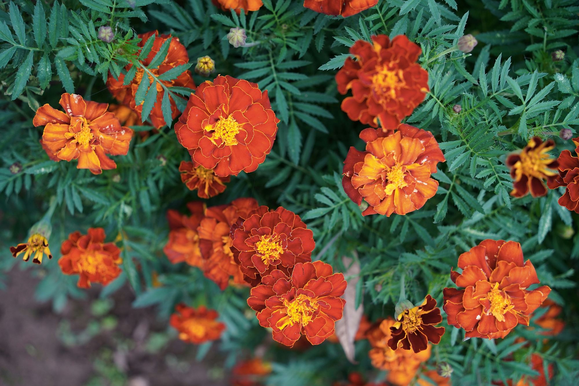 10 Easy Garden Flowers to Grow - Marigold