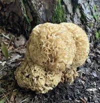 American cauliflower mushroom