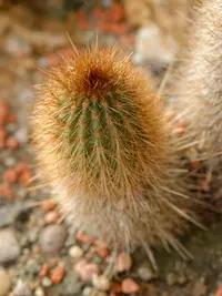 Weberbauerocereus weberbaueri (Weberbauerocereus weberbaueri) plant