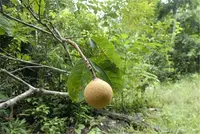 Caryocar glabrum