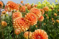 Dahlia pinnata