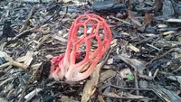 Craypot Stinkhorn