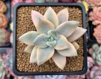 Graptopetalum paraguayense at home