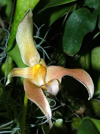 Lobb's bulbophyllum
