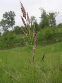 erect brome