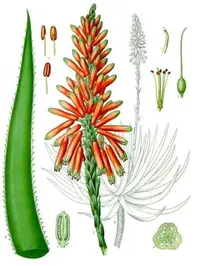 Fynbos aloe (Aloe succotrina) plant
