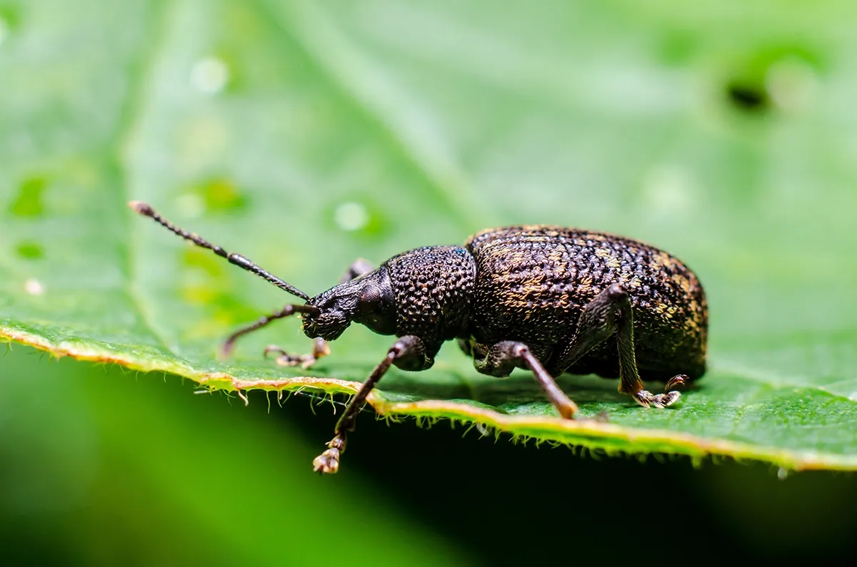 Tiny Black Bugs That Look Like Poppy Seeds - Black Vine Weevil