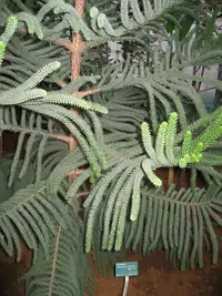 Mueller's araucaria
