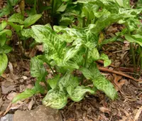 Italian arum