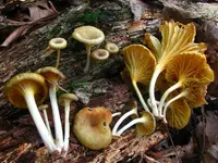golden-gilled gerronema