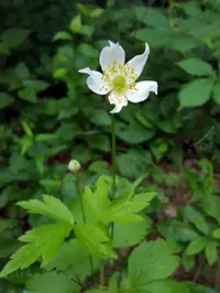 tall thimbleweed