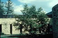 Chinese chestnut (Castanea mollissima) plant