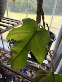 Philodendron squamiferum photo by a Botan App user