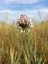 Allium ericetorum (Allium suaveolens) plant