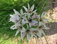 Allium denudatum