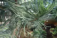 rock araucaria