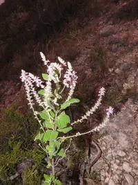 Rio Grande beebrush