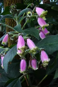 Kohleria warszewiczii