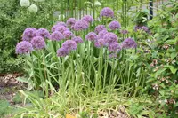 Allium savii
