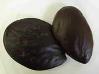 oilbean tree