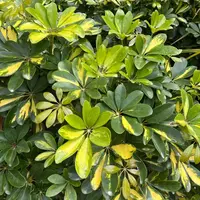 Dwarf Umbrella Plant (Heptapleurum arboricola 'Janine') plant