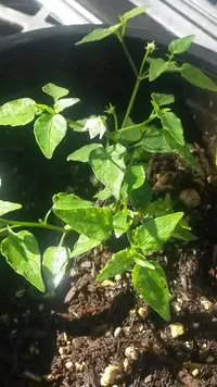 tova pepper