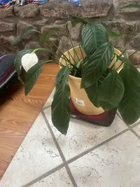 Peace Lily photo by a Botan App user