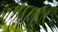 Araucaria heterophylla