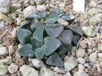 Pygmy Haworthia