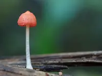Scarlet Bonnet