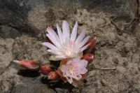 bitter root