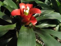 Bird's-nest Bromeliad
