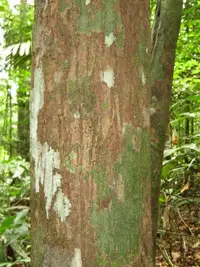 Jarana Amarela (Lecythis poiteaui) plant