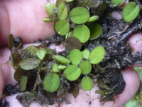 Water spangles (Salvinia minima) plant