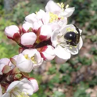 Manchurian Apricot