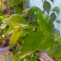 Acalypha siamensis