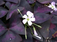 False Shamrock (Oxalis triangularis) plant