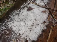 Botryobasidium subcoronatum