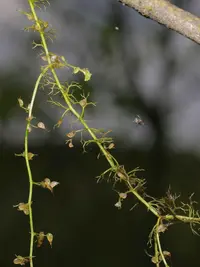 lesser bladderwort