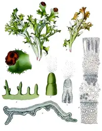 island cetraria lichen (Cetraria islandica) plant