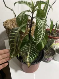 Zebra-plant photo by a Botan App user