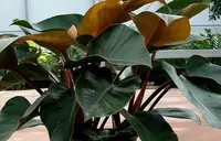 Philodendron