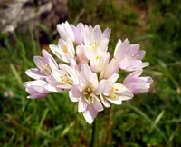 rosy garlic