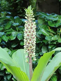 Montane Pineapple Lily