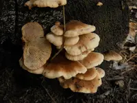bear lentinus